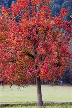 Apple tree in autumn