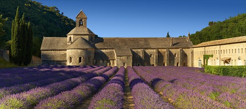 The 12th century Romanesque Cistercian Abbey of Notre Dame of Senanque set amongst flowering lavender fields