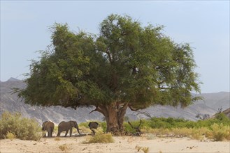 African Desert Elephants (Loxodonta africana)