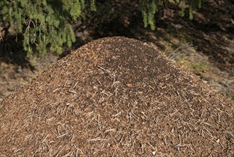 Anthill of the Big Red Wood Ant (Formica rufa)