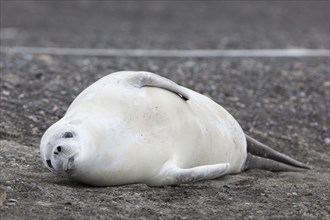 Crabeater Seal (Lobodon carcinophagus) resting on the beach