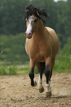 Welsh Pony B