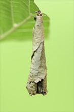 Birch Leaf Roller (Deporaus betulae
