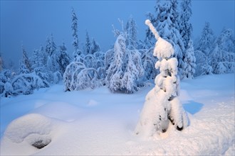 Trees in a snow-covered winter landscape