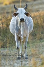 Indian cattle