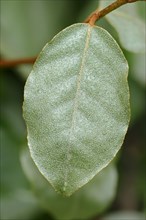 Thorny Elaeagnus (Elaeagnus pungens)