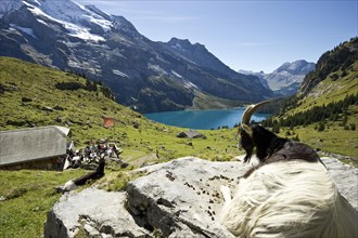 Goat and a mountain inn