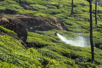 Worker spraying tea plants with pesticides