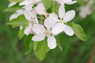 Armenian Plum or Siberian Apricot (Prunus armeniaca)