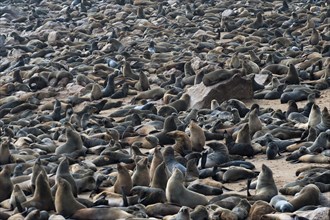 Cape Seal (Arctocephalus pusillus) colony at Cape Cross