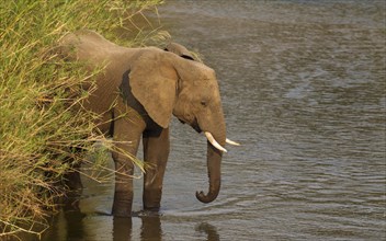 African Elephant (Loxodonta africana) standing in the Olifants River surrounded by Common Reed (Phragmites australis)