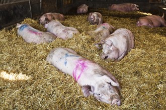 Domestic pigs in a barn