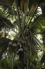 Immature female fruits of the Maldive Coconut or Coco de Mer (Lodoicea maldivica)