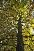 Giant Sequoia (Sequoiadendron giganteum) in autumn colours