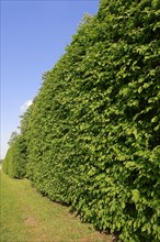 Common hornbeam (Carpinus betulus)