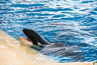 Killer Whale or Orca (Orcinus orca) on the edge of a pool