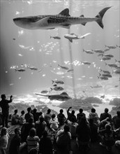 Visitors in front of a huge aquarium window with Manta Rays (Manta sp.) and a Whale Shark (Rhincodon typus)