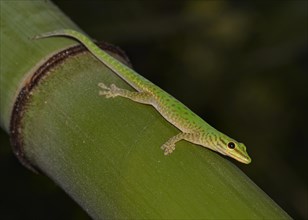 Speckled Day Gecko (Phelsuma guttata)