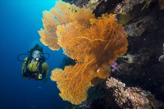 Scuba diver behind a Giant Sea Fan