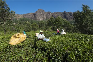 Tea pluckers picking tea leaves