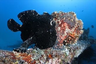 Two Commerson's Frogfish or Giant Frogfish (Antennarius commersonii)