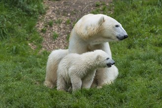 Polar Bears (Ursus maritimus) female Giovanna with her cubs