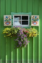 Window with painted shutters and flower box on green wooden hut