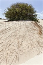 The long and wide-branched root system of a bush in the desert