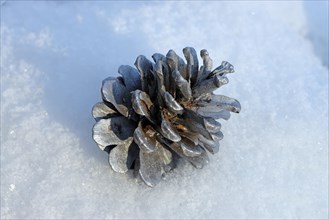 Silver pine cone