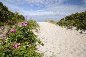 Roses growing on a path through the dunes