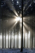 Sun rays in a snow-covered coniferous forest