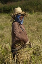 Rice farmer harvesting rice