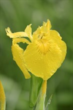 Yellow Flag or Yellow Iris (Iris pseudacorus)