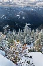 Snow-covered mountain forest