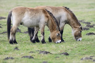 Przewalski's Horses (Equus ferus przewalskii)