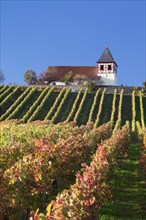 Vineyard in autumn with Michaelsberg hill and St Michael's Church