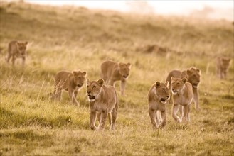 Lions (Panthera leo)