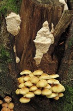 Sulphur Tuft (Hypholoma fasciculare) and Spongy Toothed Polypore (Spongipellis pachyodon)