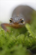 Smooth newt (Lissotriton vulgaris)