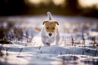 Young Jack Russell Terrier bitch walking over a snow-covered field in the morning light
