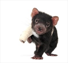 Tasmanian Devil (Sarcophilus harrisii)