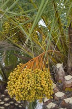 Date Palm (Phoenix canariensis)
