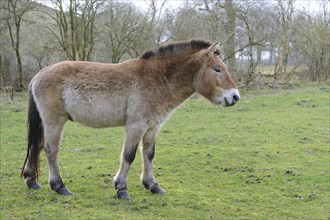 Przewalski's Horse (Equus ferus przewalskii)