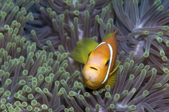 Maldive Anemonefish or Blackfinned Anemonefish (Amphiprion nigripes) in a Magnificent Sea Anemone (Heteractis magnifica)