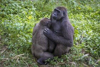 Western lowland gorillas (Gorilla gorilla gorilla) mother suckling young