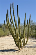 Hairbrush Cactus (Pachycereus pecten-aboriginum)