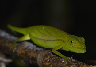 Chameleon (Calumma marojezense)