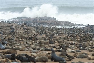 Cape Seals (Arctocephalus pusillus) colony on the beach of Cape Cross