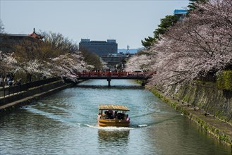 Cherry blossom and a small tourist boat