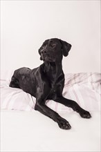 Lying big black mongrel